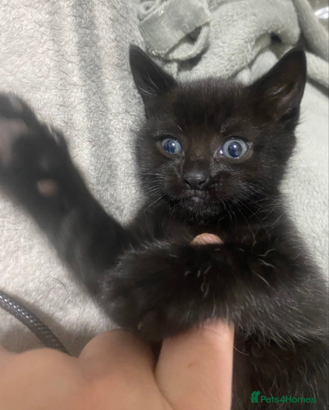 Mixed Breed cats for sale: 2 beautiful 7 weeks old kittens  - Advert 5