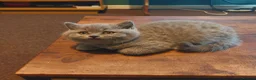 British Shorthair cats for sale: ⭐️ GCCF Registered British Shorthair Kittens ⭐️ - Advert 8