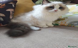 Ragdoll cats for sale:  READY NOW GCCF  REG. EUROPEAN  LINE BOYS   - Image 3