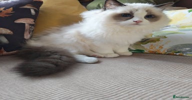 Ragdoll cats - Advert 11