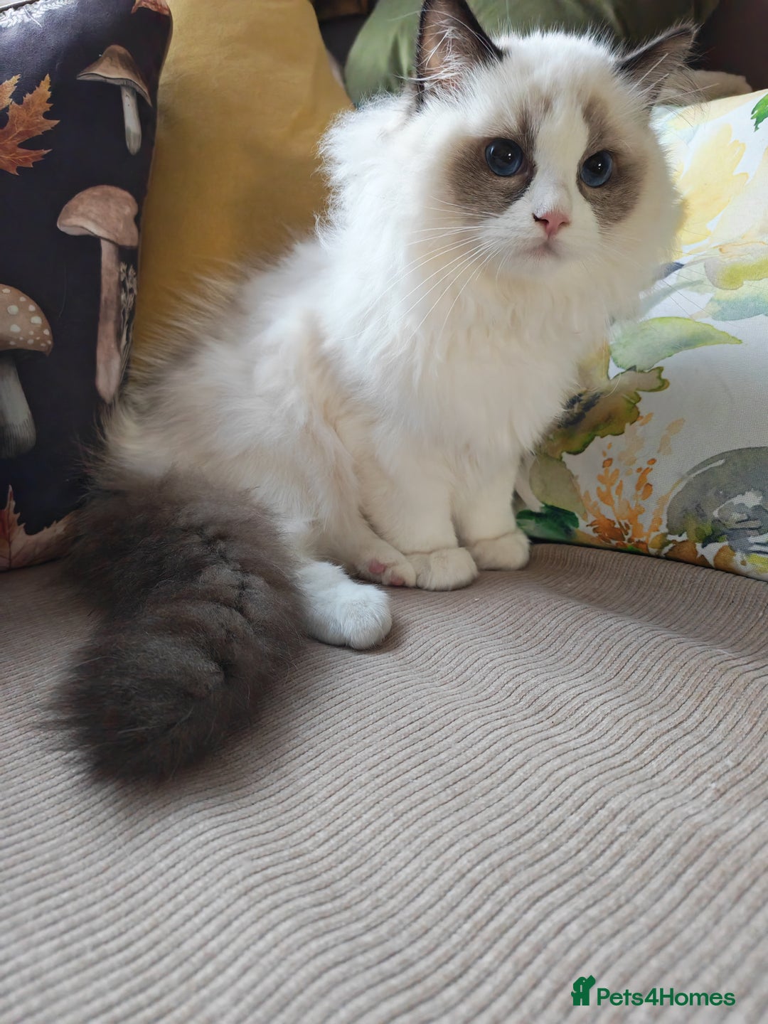 Ragdoll cats for sale:  READY NOW GCCF  REG. EUROPEAN  LINE BOYS   - Image 3