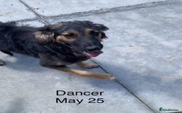 Mixed Breed dogs for adoption: Dancer, Approx 13 months, Available for adoption. - Image 17