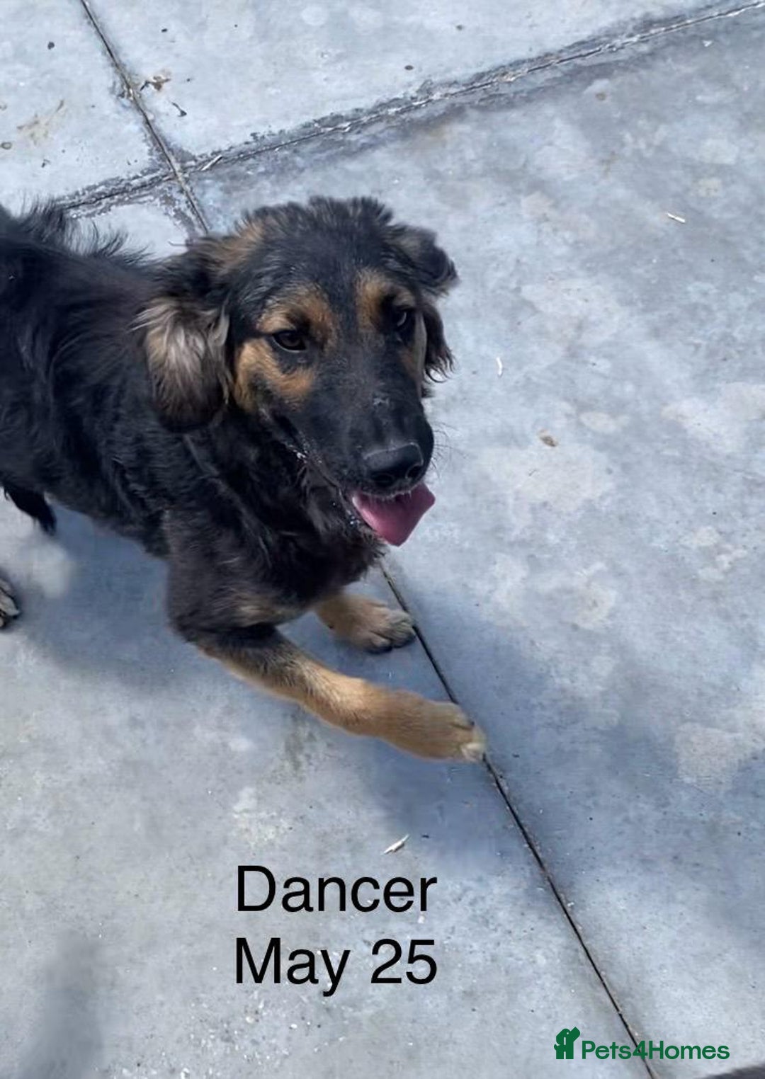 Mixed Breed dogs for adoption: Dancer, Approx 13 months, Available for adoption. - Image 17