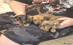 Miniature Dachshund dogs for sale: 3 Fat Little Minature Dacshund Puppies - Image 5