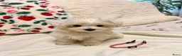 Bichon Frise dogs for sale: Bichon puppys for sale - Advert 5