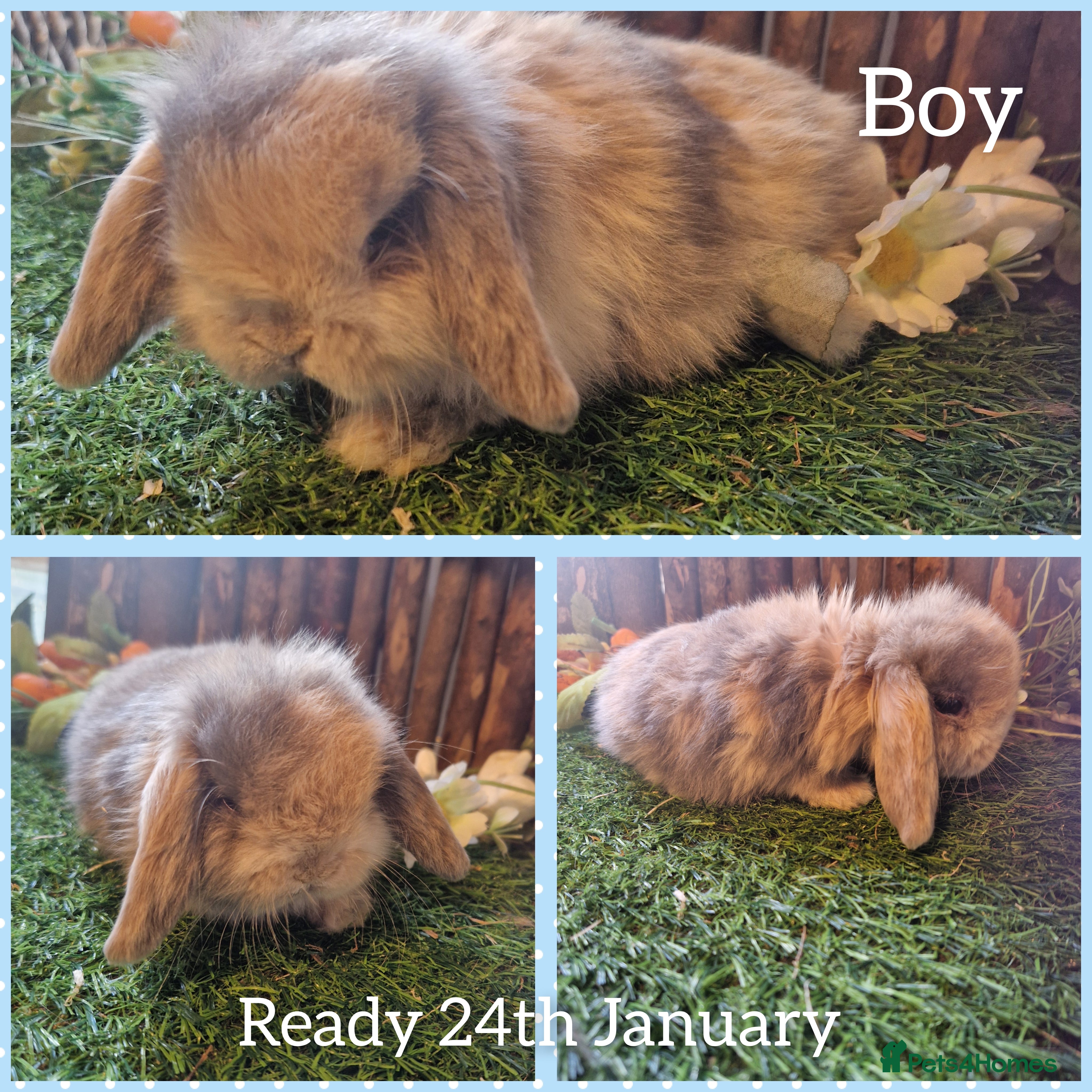 Mini Lop rabbits Mini lop kits  - Advert 7