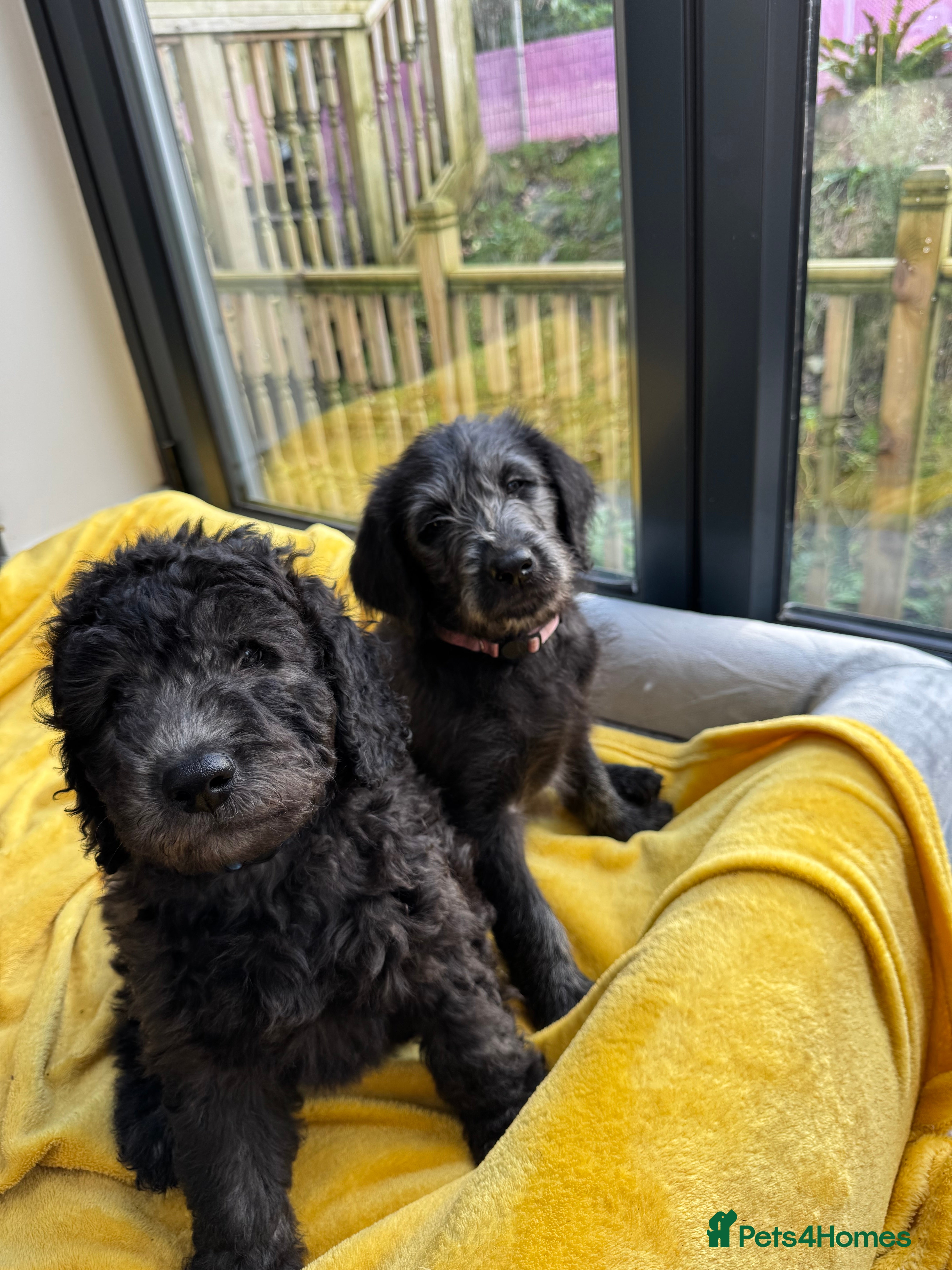 Labradoodle dogs Adorable Home-Raised F2B Labradoodle Puppies - Advert 13