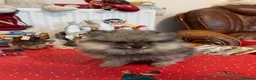 Pomeranian dogs for sale: Pomeranian Spitz. - Advert 5