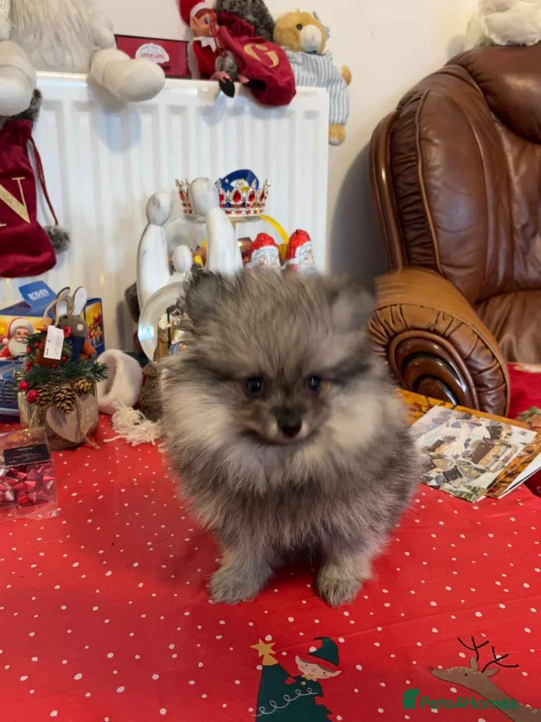 Pomeranian dogs for sale: Pomeranian Spitz. - Advert 5