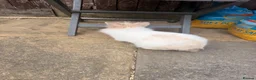 Lionhead rabbits for sale: Male lion head bunny free to a good home  in Milton Keynes - Advert 5