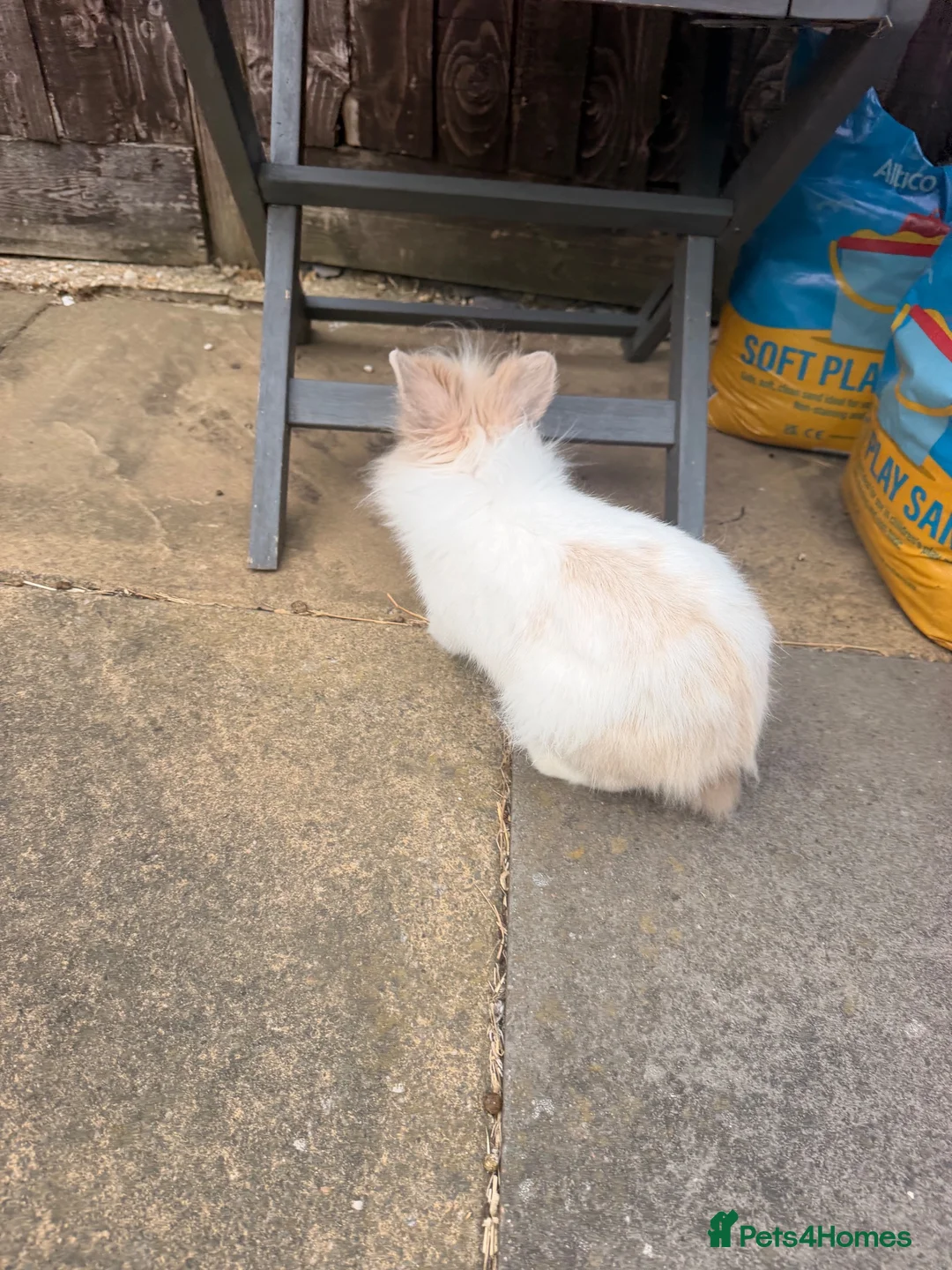 Lionhead rabbits for sale: Male lion head bunny free to a good home  in Milton Keynes - Advert 5