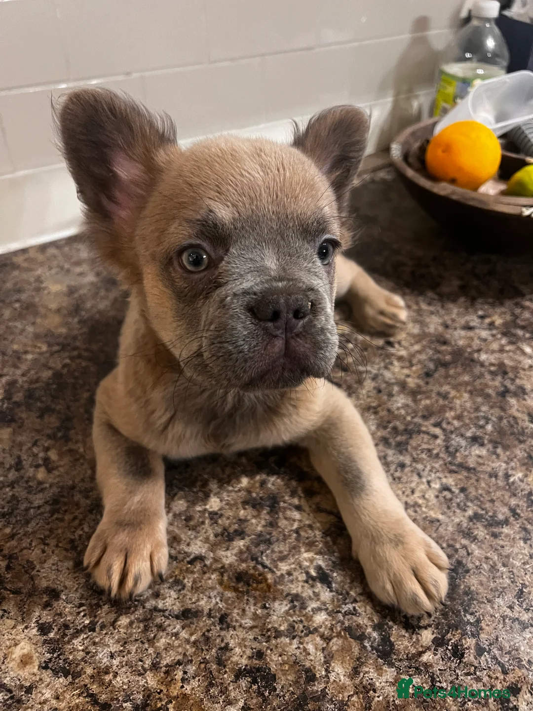 French Bulldog dogs for sale: PRICE DROPPED!!!! French Bulldog Fluffy  - Advert 2