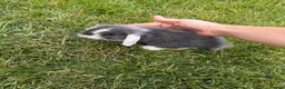 Mini Lop rabbits for sale: Baby mini lop bunnies - Advert 5