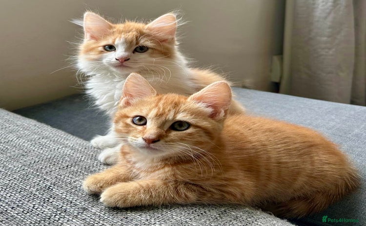 Mixed Breed cats - Advert 1
