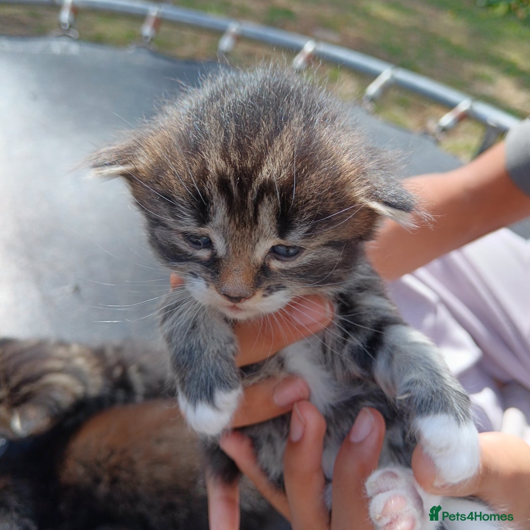 British Shorthair cats for sale:  Cute kittens for sale for £100 - Image 7
