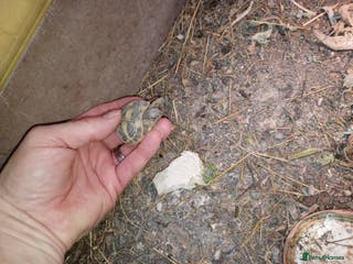 Tortoise reptiles HERMANNS TORTOISE YOUNGSTER HATCHED UK AUGUST 2025 - Advert 1