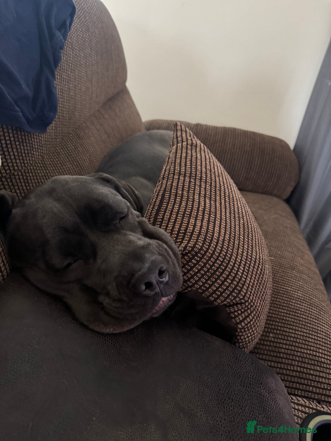 Cane Corso dogs for sale: Cane corso - Image 3