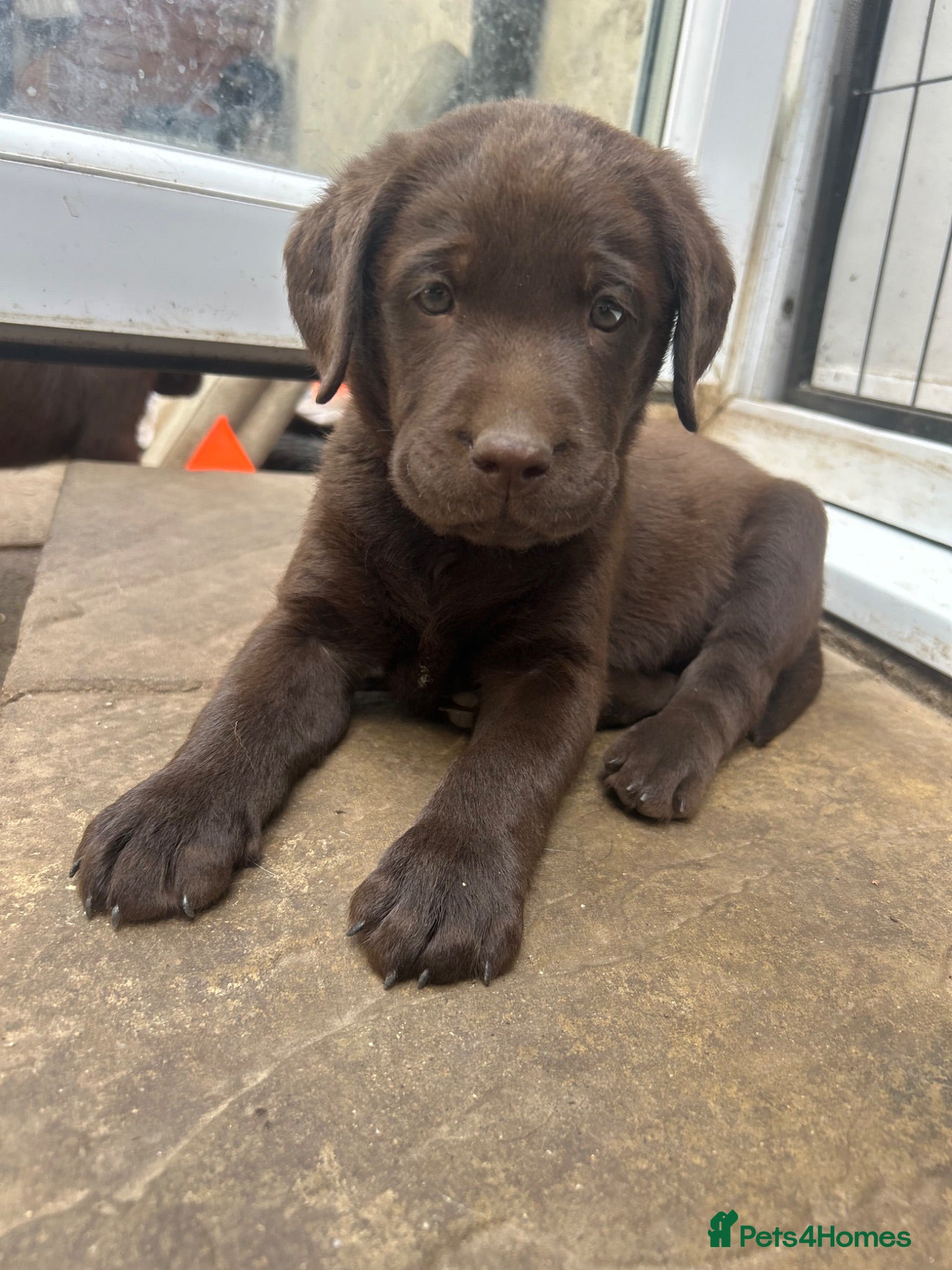 Labrador Retriever dogs Beautiful KC Chocolate Labs - Advert 8