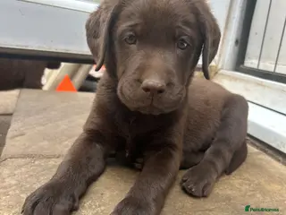 Labrador Retriever dogs Beautiful KC Chocolate Labs - Advert 8