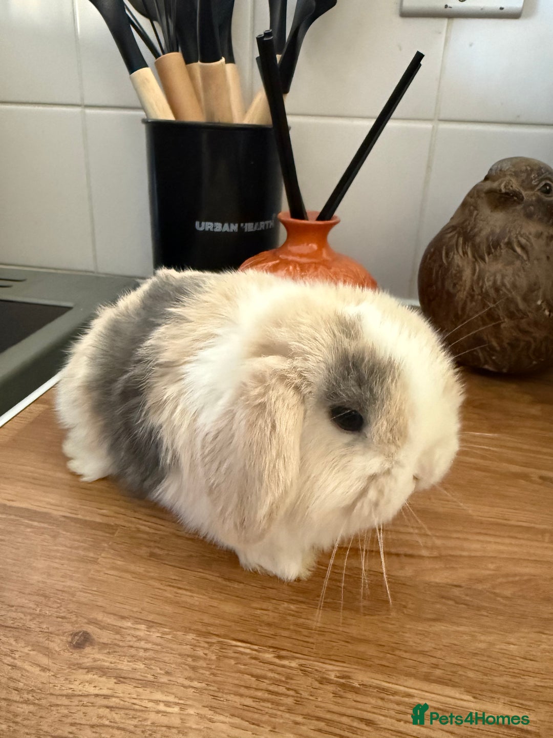 Mini Lop rabbits for sale: Pure mini lops  - Image 4