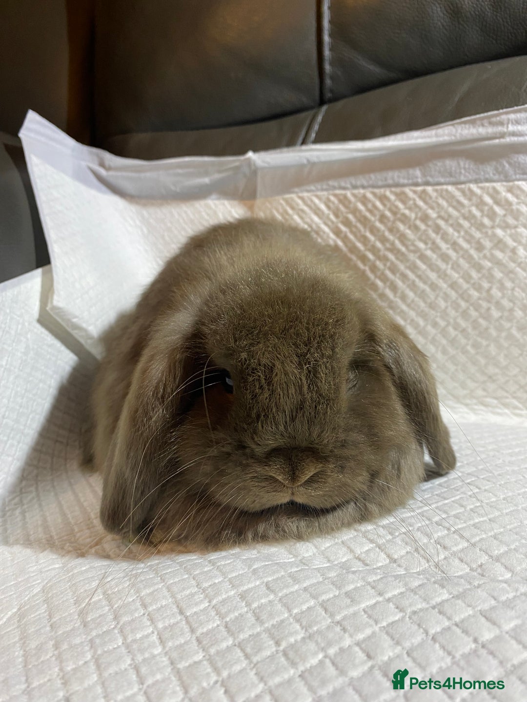 Mini Lop rabbits for sale: Mini lop litter- unusual colours. - Advert 3