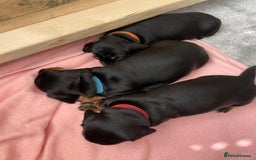 Miniature Dachshund dogs for sale: Miniature Dachshund Puppies   in Pontefract - Image 12
