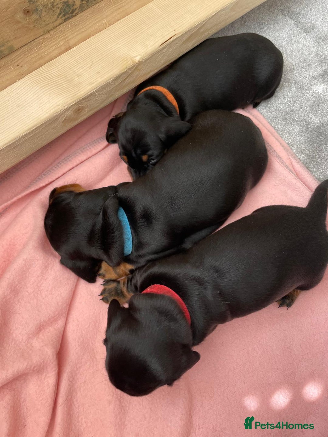 Miniature Dachshund dogs for sale: Miniature Dachshund Puppies   in Pontefract - Image 12