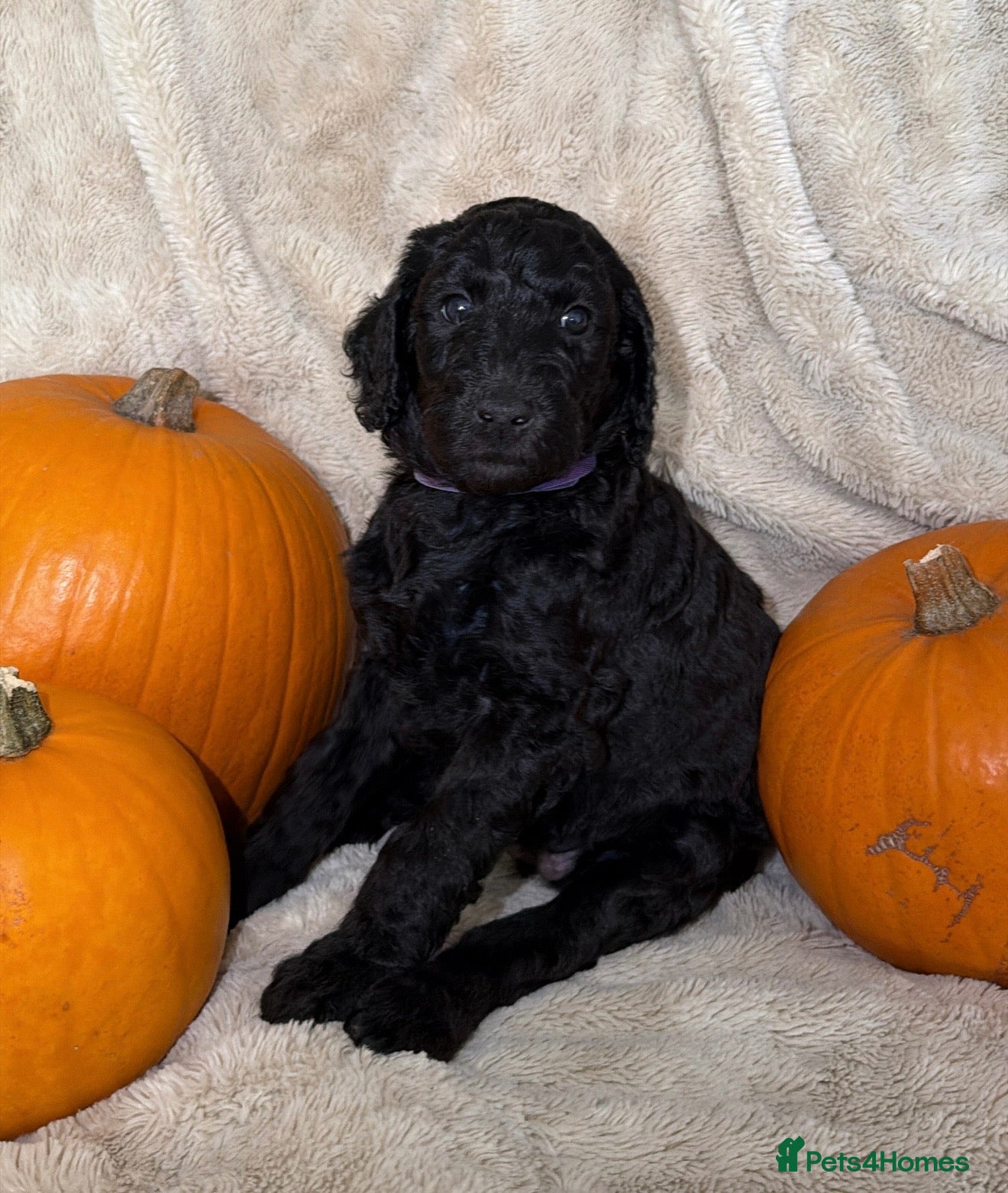 Standard Poodle dogs EXCEPTIONAL KC STANDARD POODLE LITTER  - Advert 2