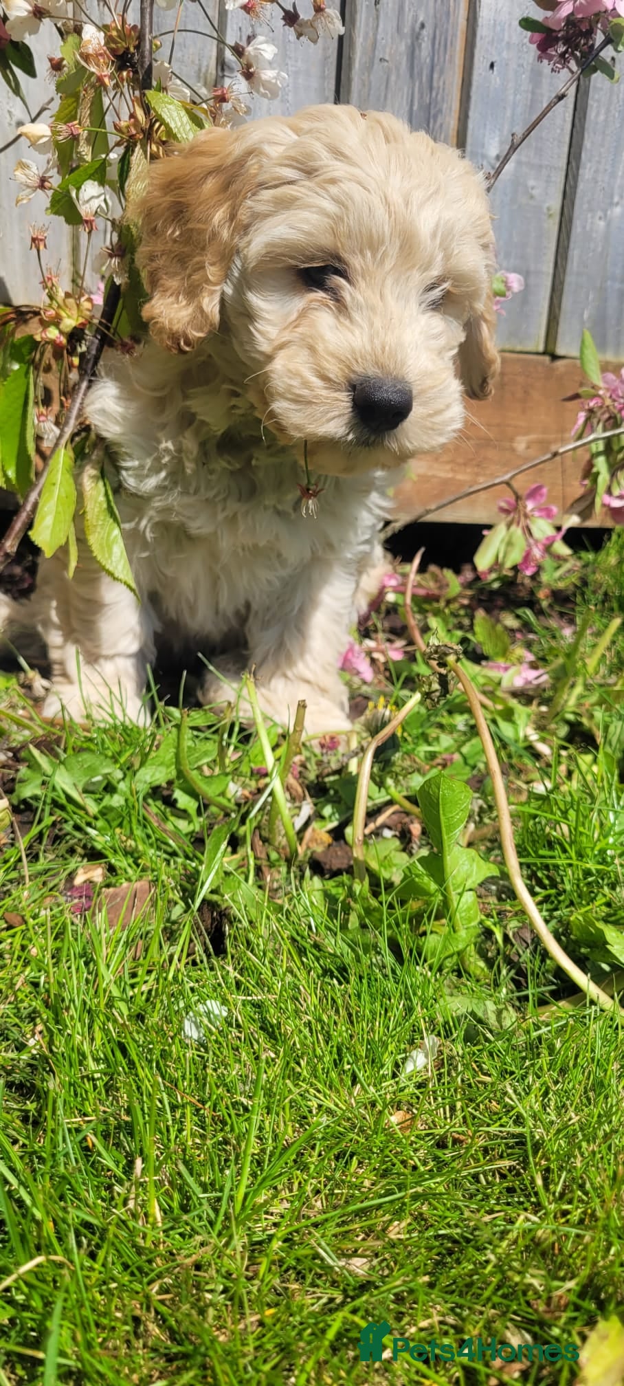 Cockapoo dogs F1 Cockerpoo Puppies  - Advert 1