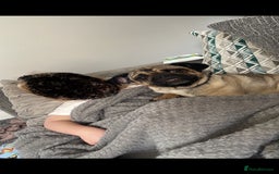 Pug dogs for sale: 🐾 Loving Home Needed for Minnie 🐾 - Image 3