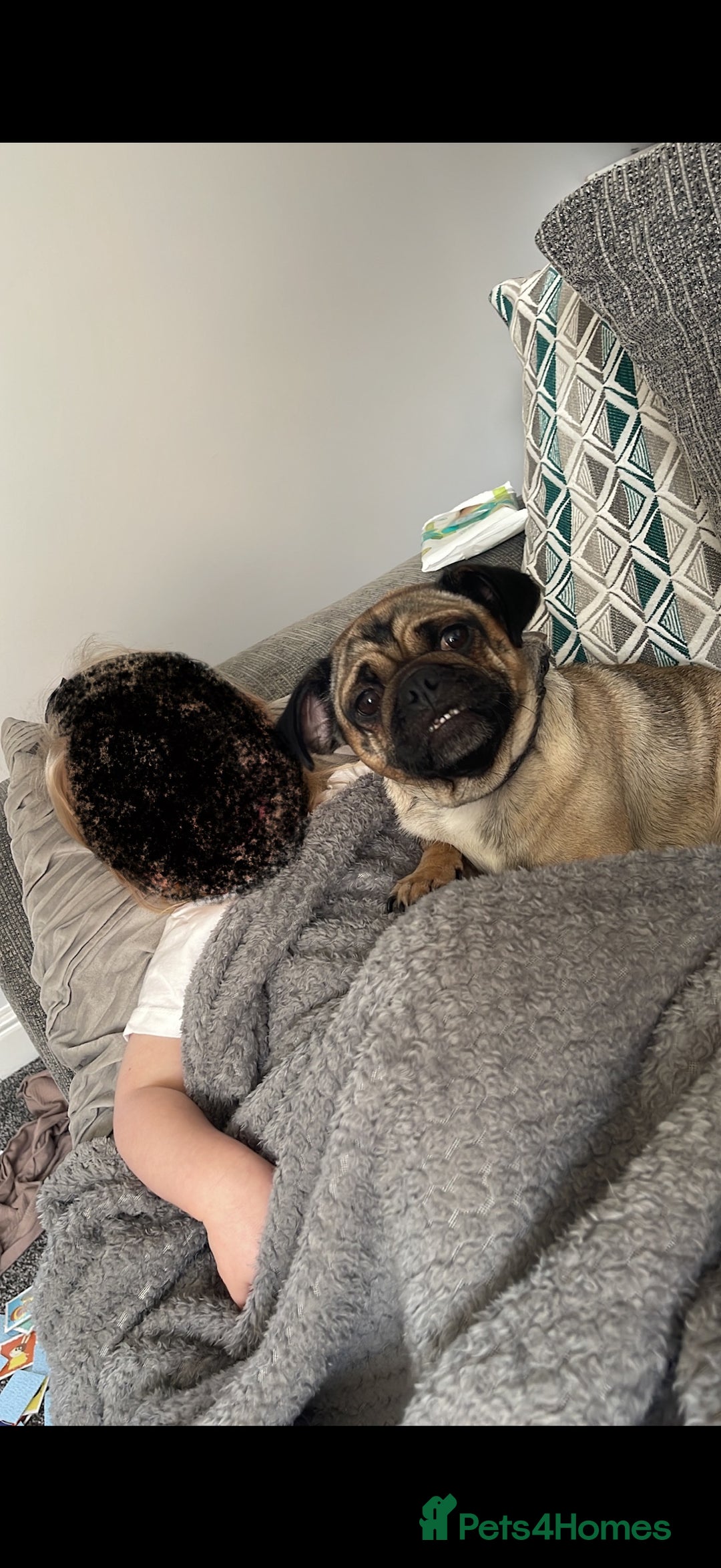 Pug dogs for sale: 🐾 Loving Home Needed for Minnie 🐾 - Image 3