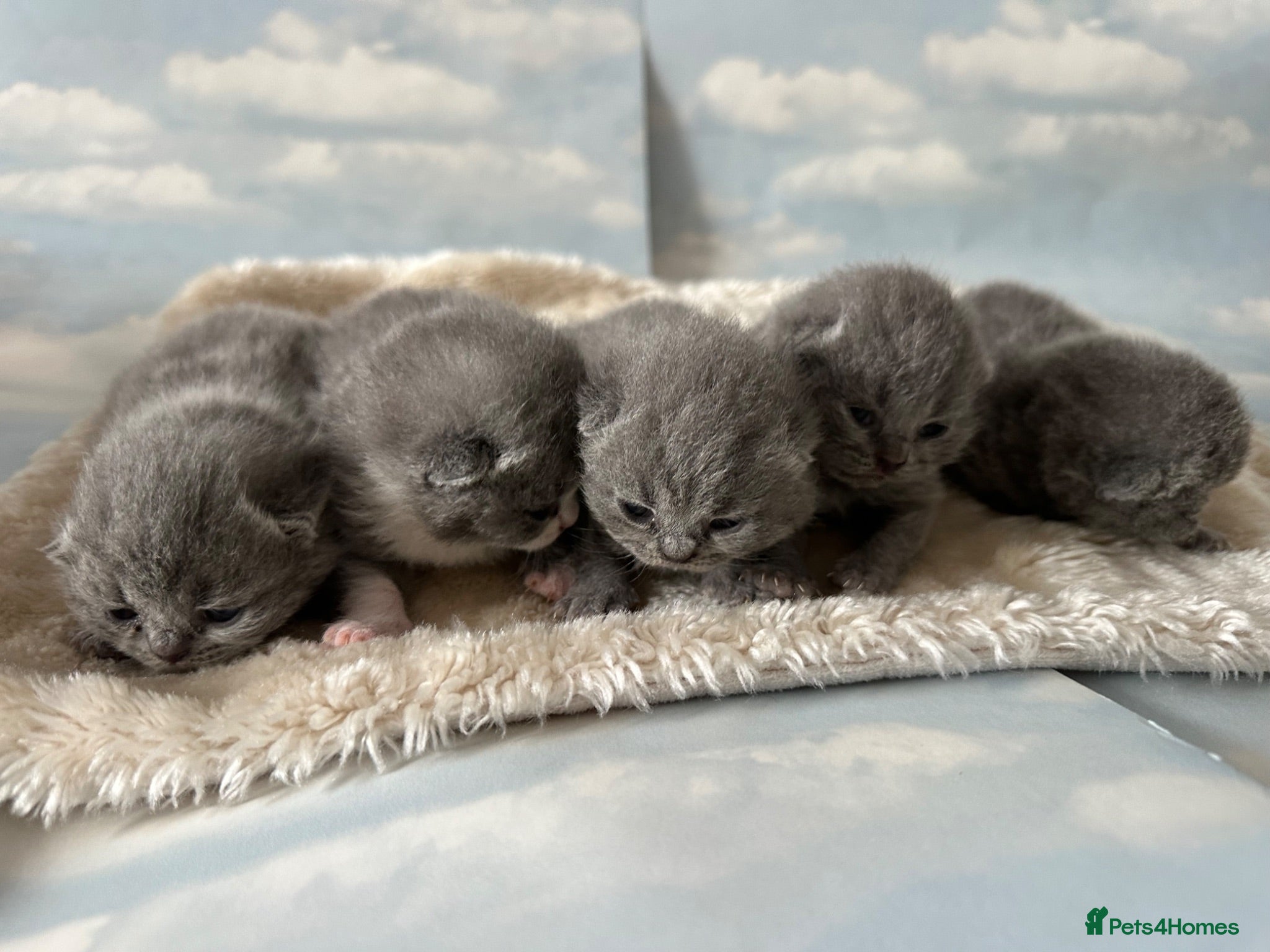 British Shorthair cats 🐾 Beautiful British Shorthair Kittens 🐾 - Advert 12
