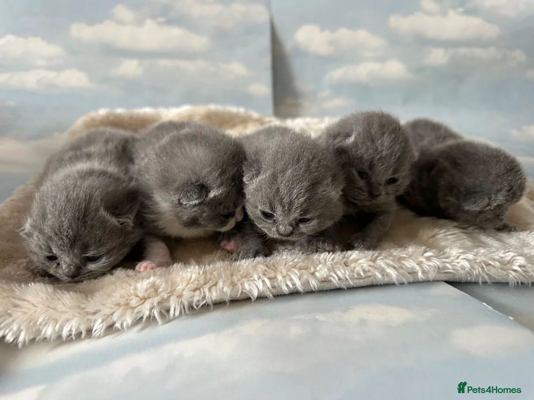 British Shorthair cats for sale: 🐾 Beautiful British Shorthair Kittens 🐾 - Advert 1