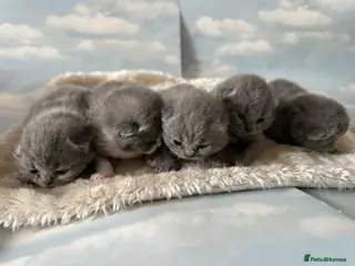 British Shorthair cats 🐾 Beautiful British Shorthair Kittens 🐾 - Advert 2