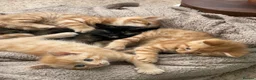 Mixed Breed cats for sale: Adorable Kittens Looking for Loving Homes  in Forfar - Advert 2