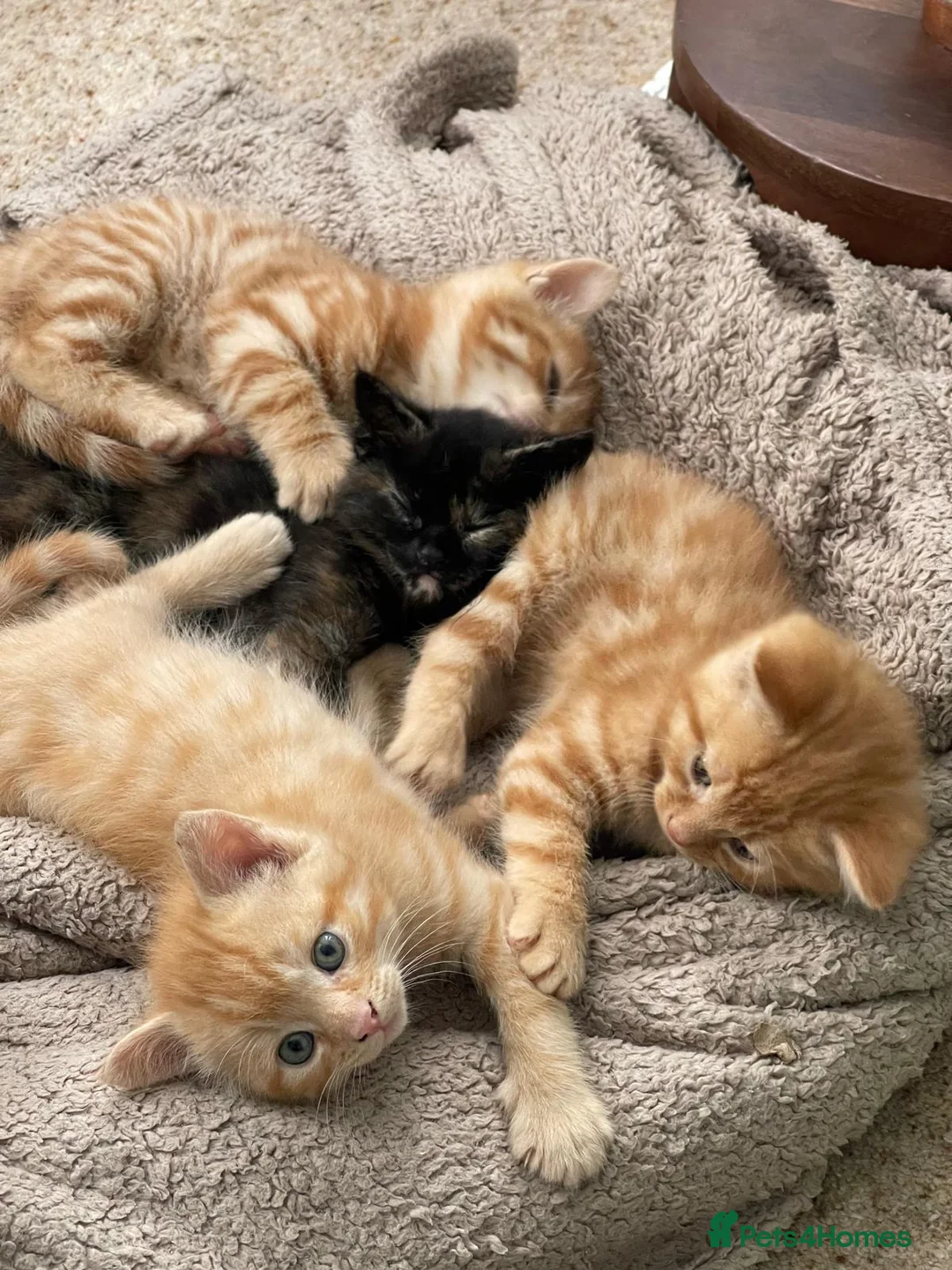 Mixed Breed cats for sale: Adorable Kittens Looking for Loving Homes  in Forfar - Advert 2