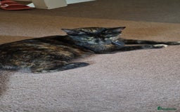 European cats for sale: Tortoiseshell kittens, and cat - Image 9