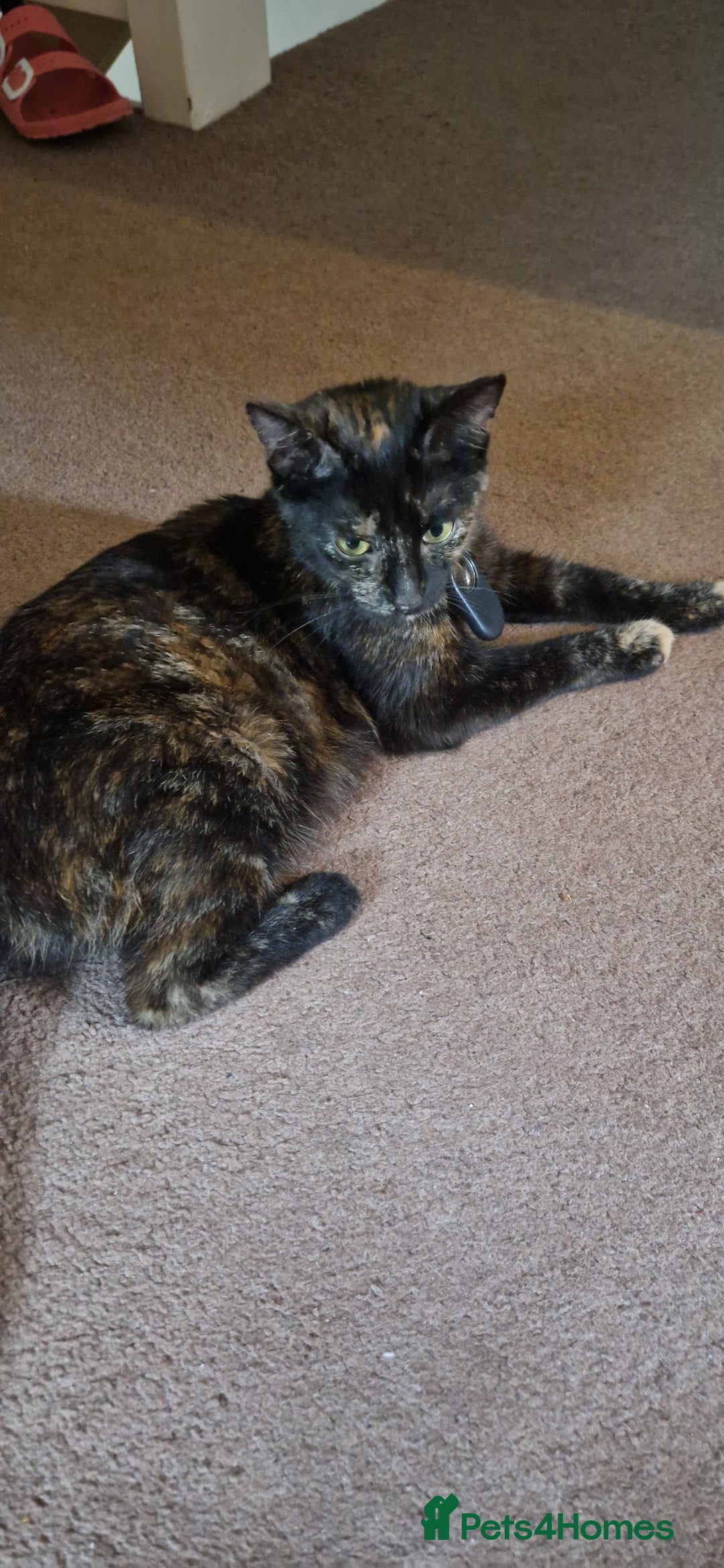 European cats for sale: Tortoiseshell kittens, and cat - Image 9