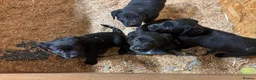 Borador dogs for sale: 6 beautiful collie cross lab puppies for sale!! - Advert 4