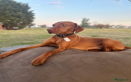 Hungarian Vizsla dogs for sale: Stunning puppies  - Image 3