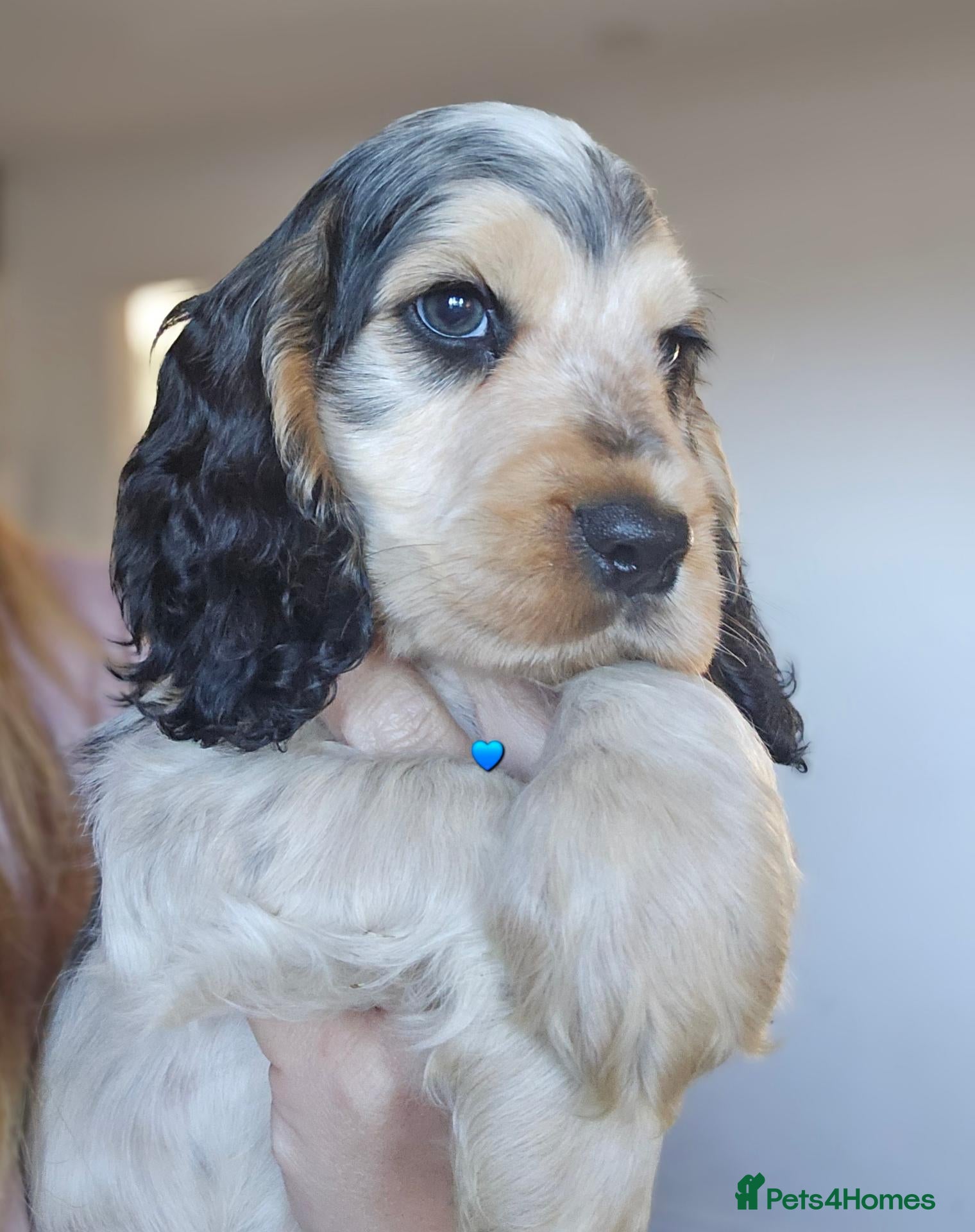 Cocker Spaniel dogs KC Reg Show Cocker Spaniel Pups Health Clear Boys - Advert 1
