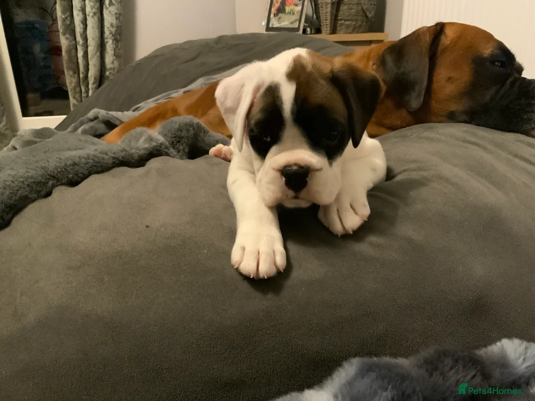 Boxer dogs for sale: Stunning White boy. - Advert 22