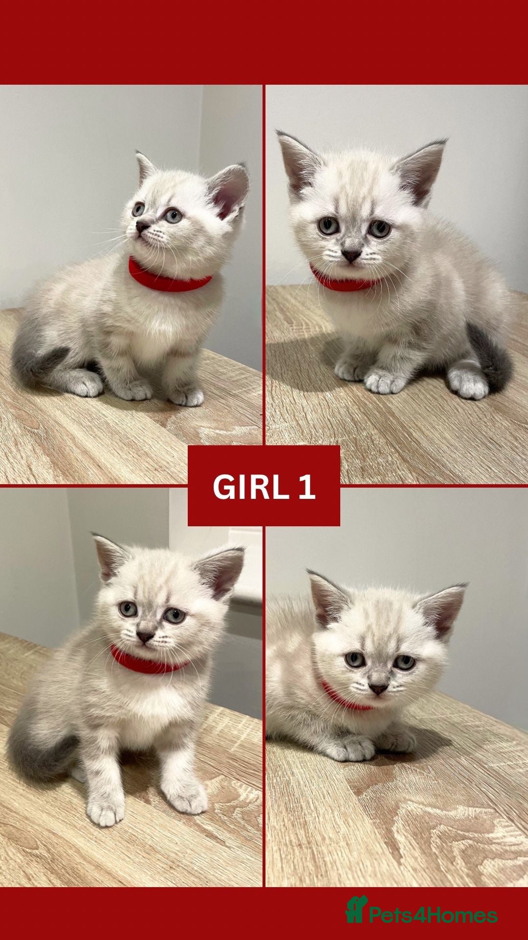 British Shorthair cats for sale: Beautiful Kittens- British Shorthair X Maine Coon - Advert 8