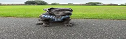 Cane Corso dogs for sale: Beautiful blue cane corso female - Advert 19