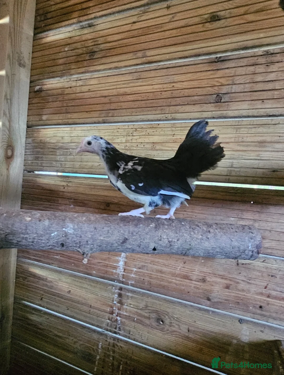 Chickens poultry for sale: x4 Mixed Small Breed Chickens  - Advert 2