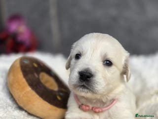 Golden Retriever dogs Beautiful kc golden retriever pups - Advert 17