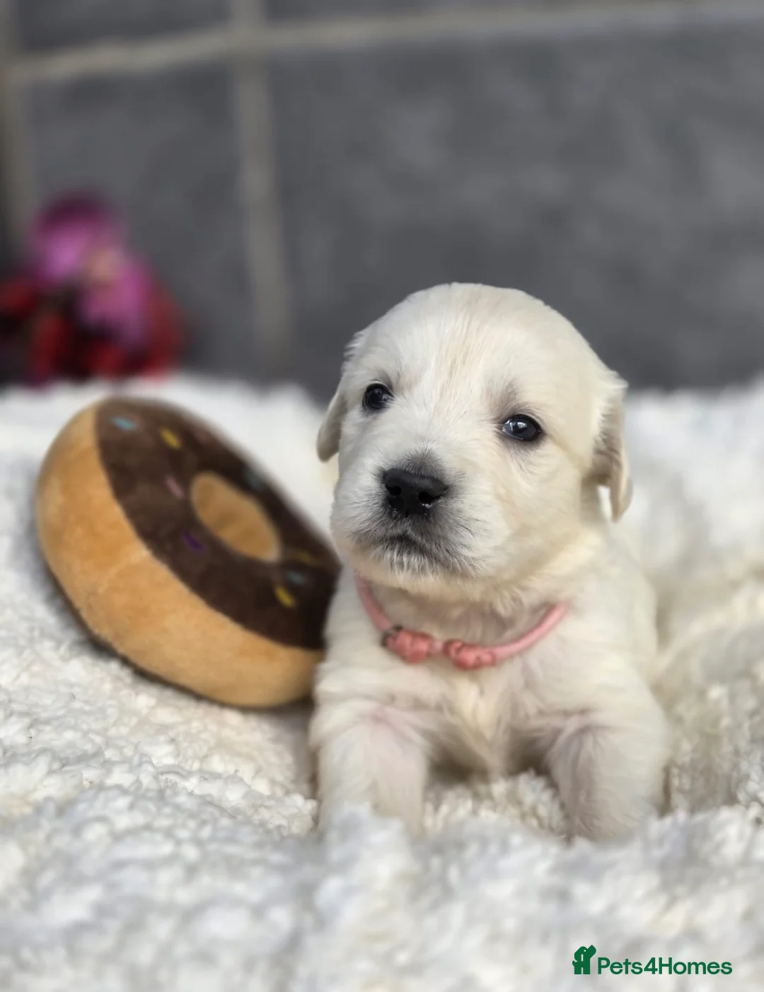 Golden Retriever dogs for sale: Beautiful kc golden retriever pups - Advert 16