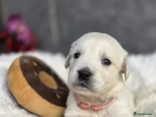 Golden Retriever dogs Beautiful kc golden retriever pups - Advert 8