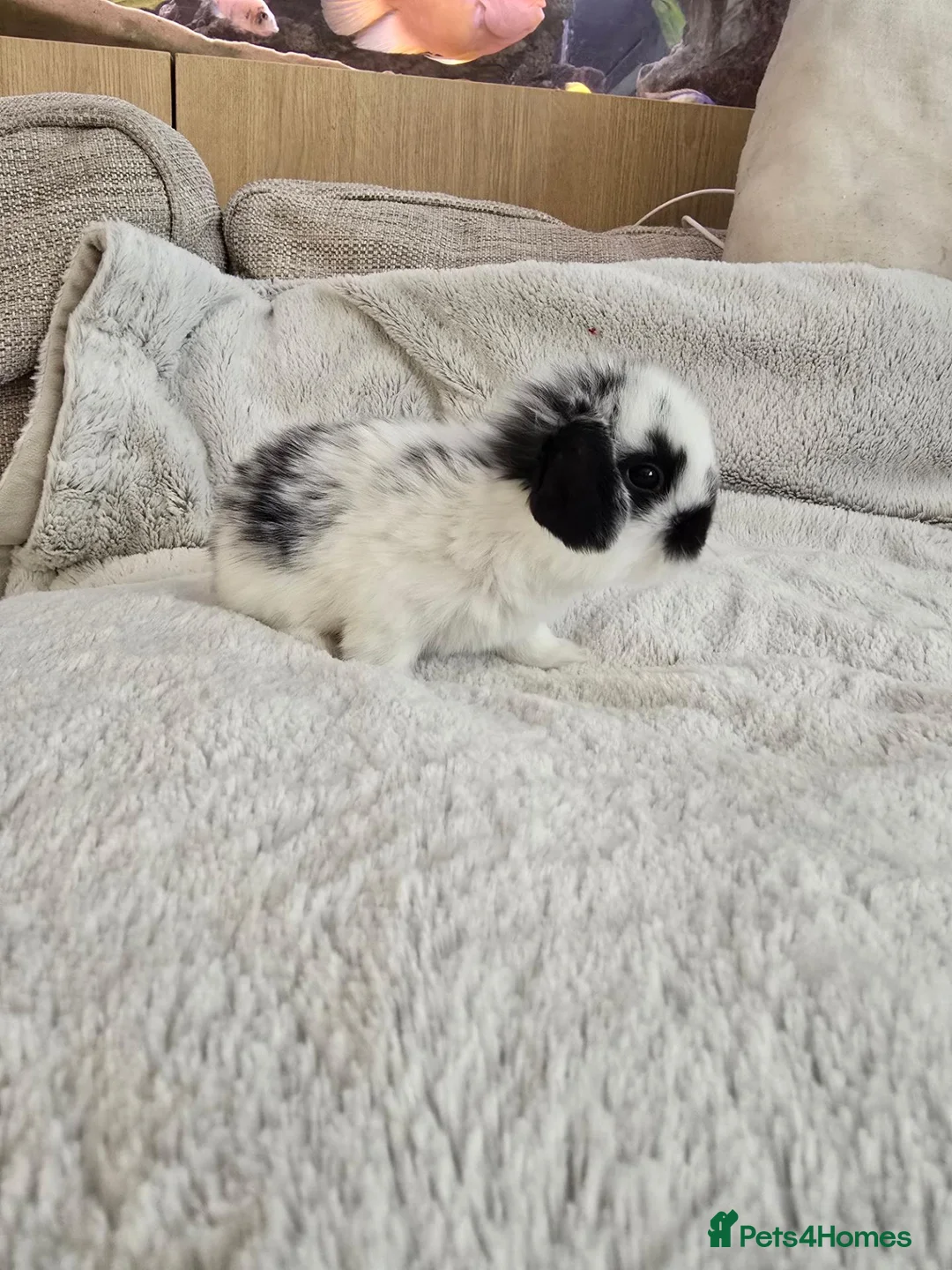 Mini Lop rabbits for sale: Beautiful Lop Bunnies Looking for Homes - Advert 2