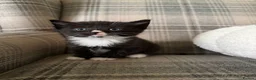 Ragdoll cats for sale: Ragdoll Mix Kittens for sale - Advert 4